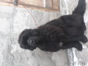 Превью фото № 240585