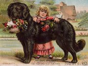 Превью фото № 240590