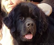 Превью фото № 240625