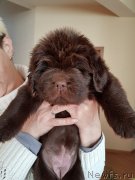 Превью фото № 240655