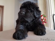 Превью фото № 240660