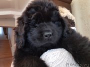 Превью фото № 240663