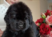 Превью фото № 240670