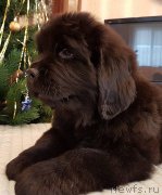 Превью фото № 240671