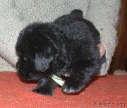 Превью фото № 240686