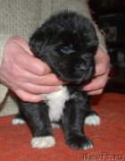 Превью фото № 240694