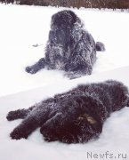 Превью фото № 240704