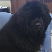 Превью фото № 240715