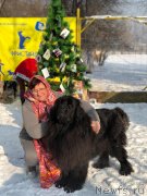 Превью фото № 240739