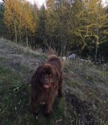 Превью фото № 240853