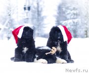 Превью фото № 240883