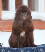 Превью фото № 240901