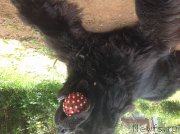 Превью фото № 240903