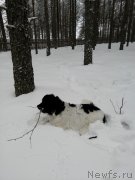 Превью фото № 240910