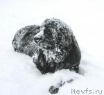 Превью фото № 24094