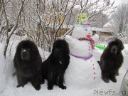 Превью фото № 240945