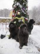 Превью фото № 240946