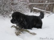 Превью фото № 240949