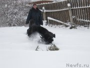 Превью фото № 240951