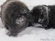 Превью фото № 240952