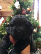 Превью фото № 241008