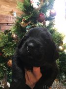 Превью фото № 241010