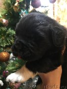 Превью фото № 241011