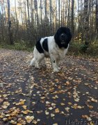 Превью фото № 241018