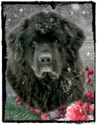 Превью фото № 241085