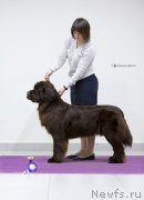 Превью фото № 241086