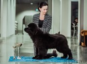 Превью фото № 241140