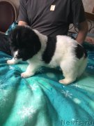 Превью фото № 241150