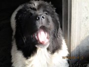 Превью фото № 241167