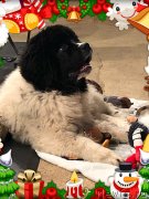 Превью фото № 241179