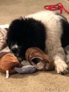 Превью фото № 241180