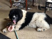 Превью фото № 241181