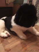 Превью фото № 241184