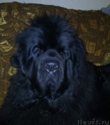 Превью фото № 241186