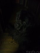 Превью фото № 241187