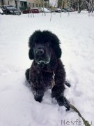 Превью фото № 241212