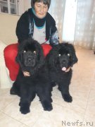 Превью фото № 241215