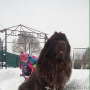 Превью фото № 241235