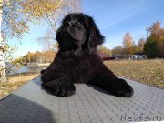 Превью фото № 241265