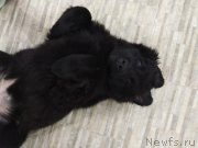 Превью фото № 241267