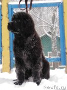 Превью фото № 241271