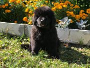 Превью фото № 241284