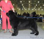 Превью фото № 24129