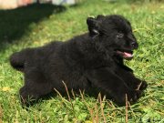 Превью фото № 241294