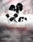 Превью фото № 241361