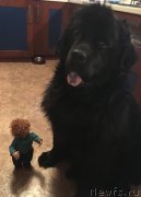 Превью фото № 241365